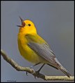 _4SB1396 prothonotary warbler